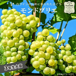 yhuGz CԂǂ 3Nږ1.1mc EBXt[ yYnř 1.1mcz