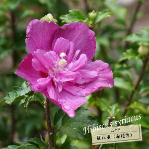 ムクゲ 【紅八重(赤花笠)】 ポット苗