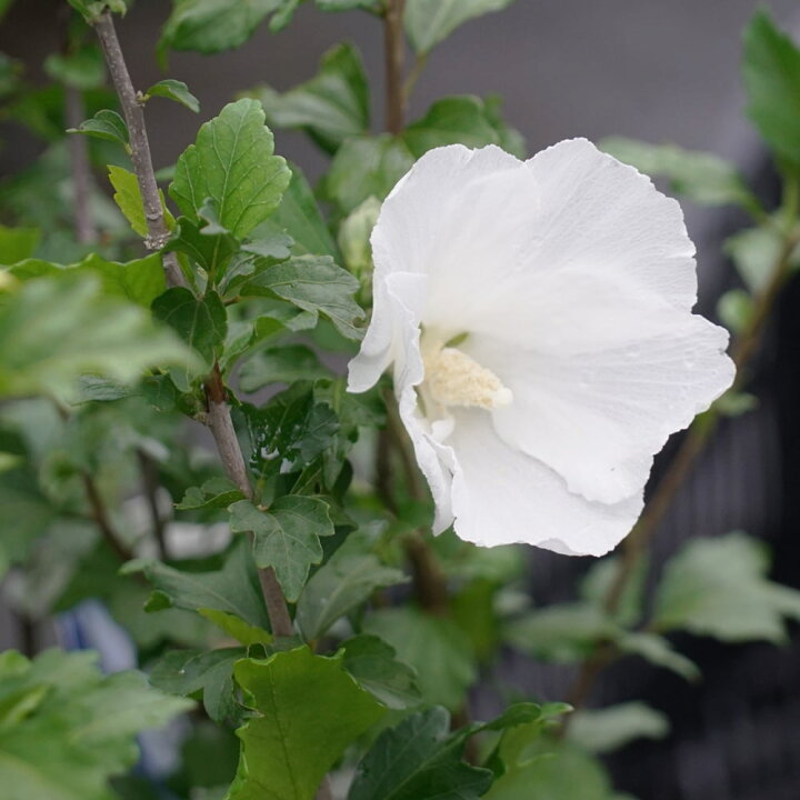 楽天市場 ムクゲ 白一重 ポット苗 苗木部 by 花ひろばオンライン 楽天市場 ムクゲ 白一重 ポット苗 苗木部 by 花ひろばオンライン