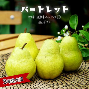 m c yo[gbgz 3Nږؑc 1mc yYnř 1.0mcz y\̔z11{ח\