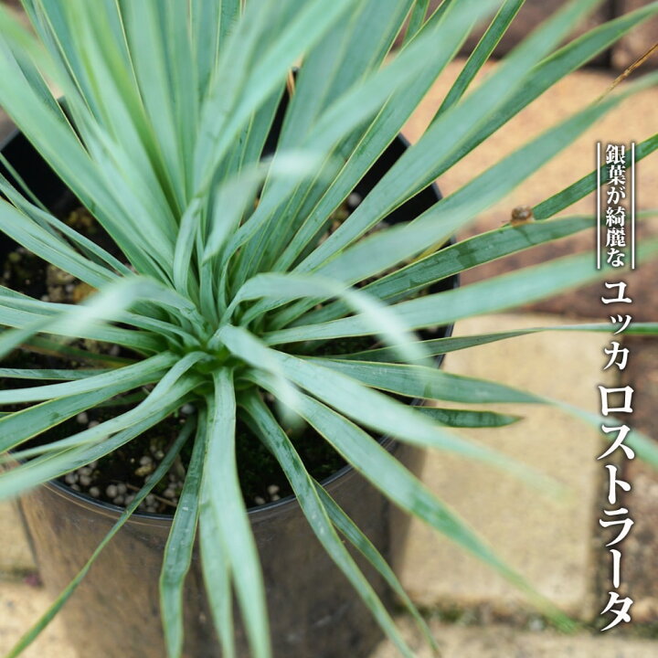 楽天市場】【ロストラータ】ユッカ 5号ポット植え 耐寒性南欧風 