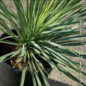 ʌ yXg[^z bJ i[Z[|bgA ϊ쉢vc