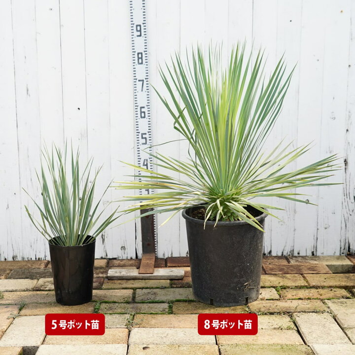 楽天市場】数量限定 【ロストラータ】 ユッカ ナーセリーポット植え  