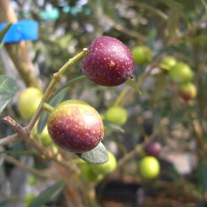 I[u̖ AxLi 2Nc  Ύ I[u c olive c