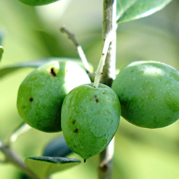 楽天市場 オリーブの木 コレッジョラ 2年生苗 庭木 常緑樹 オリーブ 苗 Olive 苗木 苗木部 ｂｙ 花ひろばオンライン