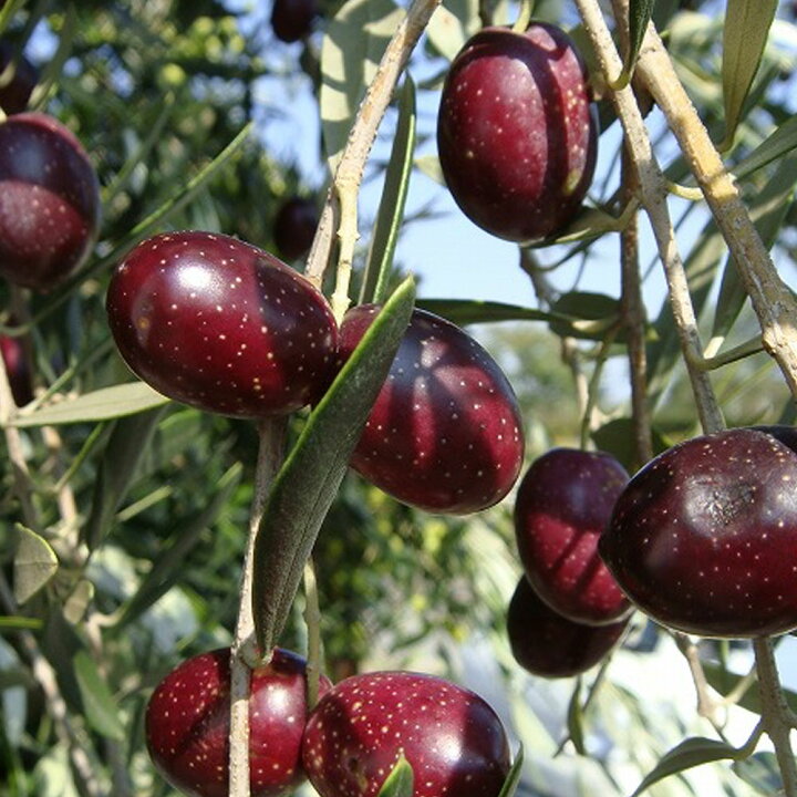 楽天市場 オリーブの木 マンザニロ 2年生苗 庭木 常緑樹 オリーブ 苗 Olive 苗木 苗木部 ｂｙ 花ひろばオンライン