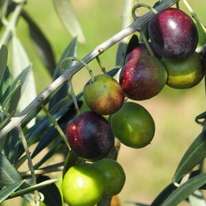 I[u̖ bJ 2Nc  Ύ I[u c olive c