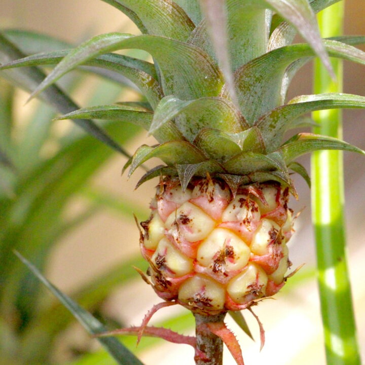 楽天市場 在庫処分値下げ中 パインアップル スナックパイン ポット苗 沖縄県産 パイナップル 苗木部 by 花ひろばオンライン 楽天市場 在庫処分値下げ中 パインアップル スナックパイン ポット苗 沖縄県産 パイナップル 苗木部 by 花ひろばオンライン