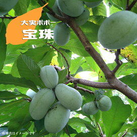 楽天市場】 果樹苗 > 果樹全種一覧 > ポポー : 苗木部 by 花ひろば 