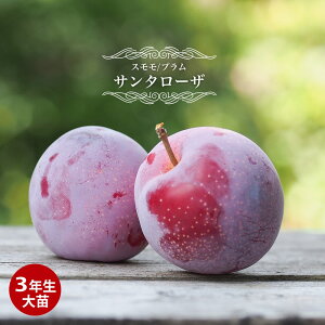  c yT^[Uz 3Nږؑc 1mc yYnř 1.0mcz y\̔z10`11ח\