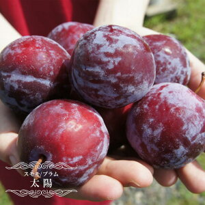  c yzz 2Nږ؃XbgA ̔ y\̔z10`11ח\