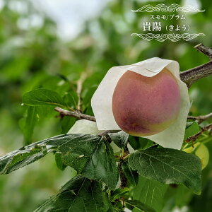  c yMzz v 2N ږؕc ̔ y\̔z10`11ח\