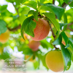  c ynj[[Uz 3Nږؕc y\̔z10`11ח\