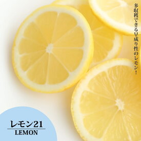 6月4日20時からのセール対象商品 早なりレモンの木 【レモン21】 1年生 3.5号ポット苗