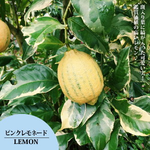 背̖ ysNl[hz 1N ږؕc y\̔z10`11ח\