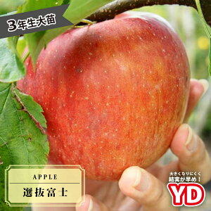 񂲕c yYDIxmz 3N␫ؐږ1mc yYnř 1.0mcz ^zցE卫 y\̔z10`11ח\