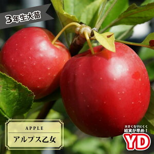 P c yYDAvXz 3N␫ؐږ1.1mc