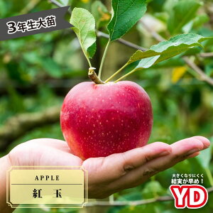 񂲕c yYDgʁz 3N␫ؐږ1.1mc