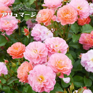 o yA}[Wz 2Nc o^iEio^ y\̔z1{ȍ~ח\