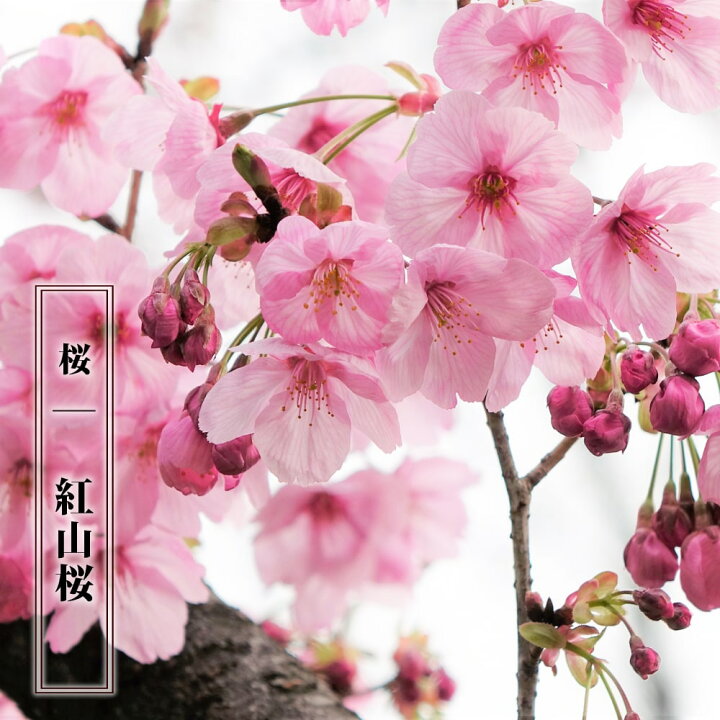 楽天市場 さくら 紅山桜 べにやまざくら 1年生接木苗 苗木部 ｂｙ 花ひろばオンライン