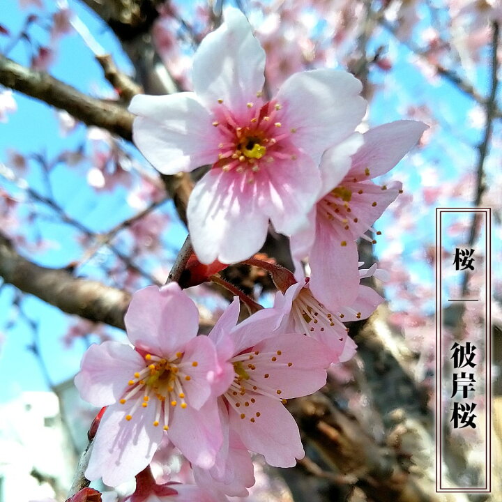 楽天市場 さくら 彼岸桜 1年生 接ぎ木 苗 苗木部 ｂｙ 花ひろばオンライン