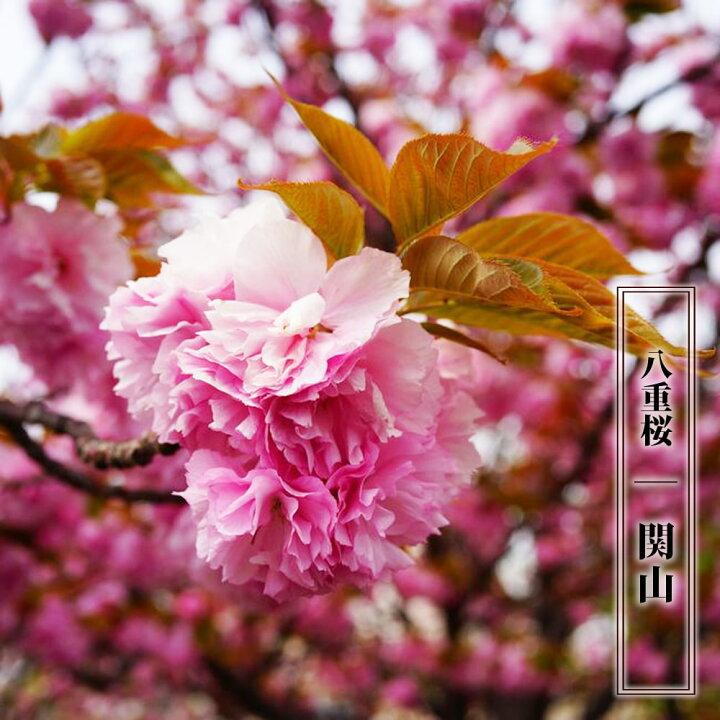 楽天市場 八重桜 関山 1年生 接ぎ木 苗 苗木部 ｂｙ 花ひろばオンライン