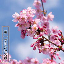 sakura022_01.jpg?fitin=208:208