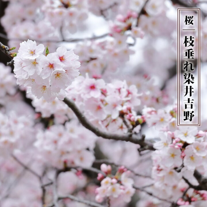 楽天市場 しだれ桜 枝垂れ染井吉野 しだれそめいよしの 1年生 接木苗 予約販売 12月中旬頃発送予定です 苗木部 ｂｙ 花ひろばオンライン