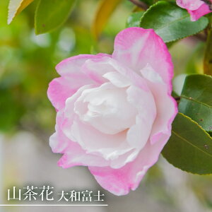 【大和富士】 さざんか 根巻き苗またはポット苗