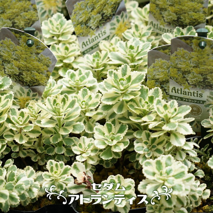 楽天市場 セダム アトランティス 3号ポット苗 宿根草 苗 多年草 耐寒性 グランドカバー 苗木部 by 花ひろばオンライン 楽天市場 セダム アトランティス 3号ポット苗 宿根草 苗 多年草 耐寒性 グランドカバー 苗木部 by 花ひろばオンライン