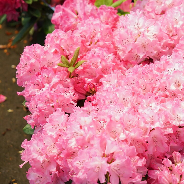 楽天市場】花芽付き 西洋シャクナゲ 【里の春】 5号鉢植え : 苗木部 