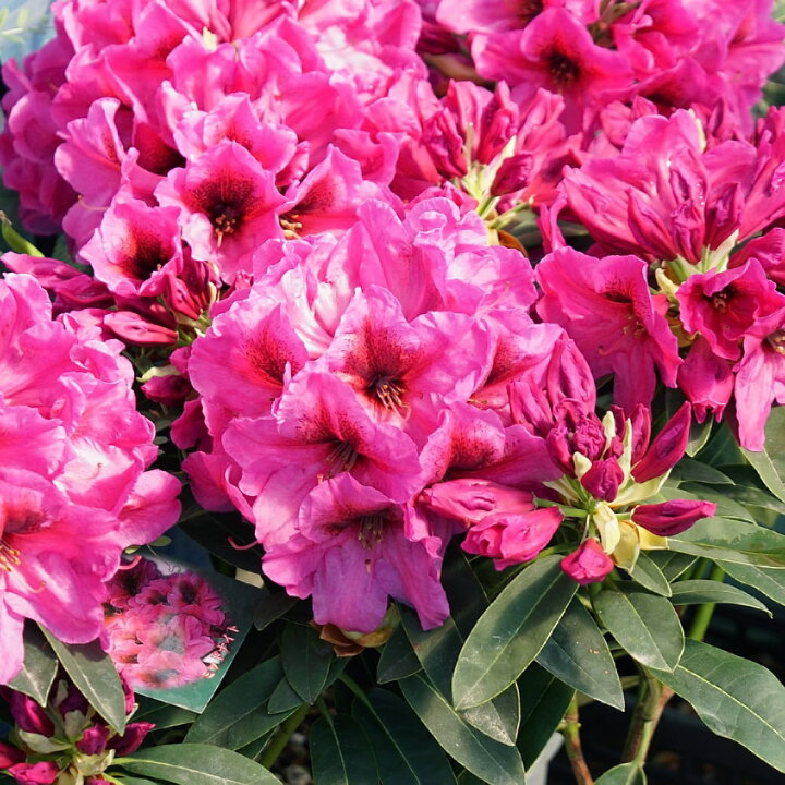 楽天市場】花芽つき 西洋シャクナゲ 【ミッドナイト】 5号鉢植え 