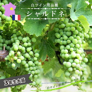 yVhlz CpԂǂ 3Nږ1.1mc EBXt[ yYnř 1.1mcz