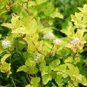 e}VcP y_[cS[hz 5|bgc