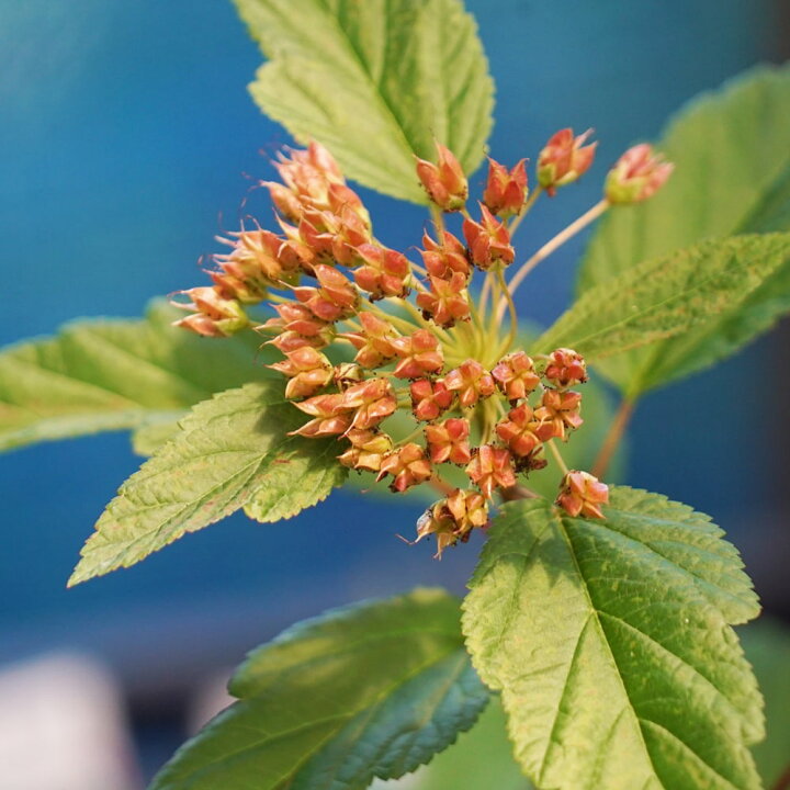 楽天市場 アメリカテマリシモツケ ディアボロ 3号ポット苗 苗木部 ｂｙ 花ひろばオンライン