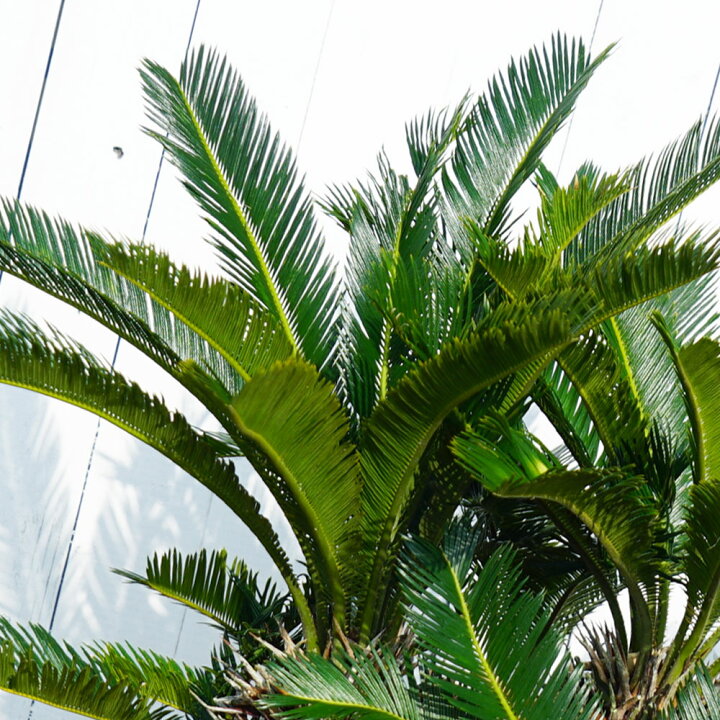楽天市場】蘇鉄 (ソテツ) 70cm Good Style 大苗 観葉植物 : 苗木部 