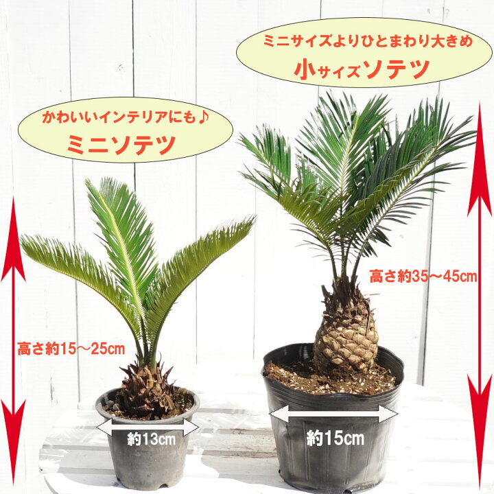 楽天市場 蘇鉄 ソテツ ミニサイズ Good Style観葉植物 苗木部 ｂｙ 花ひろばオンライン