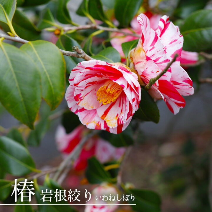 楽天市場 椿 ツバキ 岩根絞り いわねしぼり 接木 白鉢苗 開花 3 4月 苗木部 ｂｙ 花ひろばオンライン