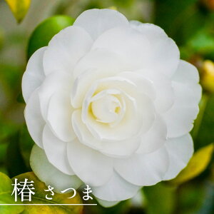  c y܁z ږ A J 2`4