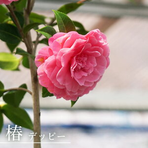 c yfbs[z ږ A J 12`4