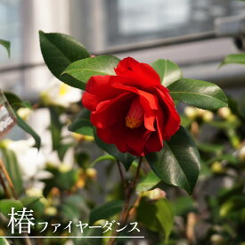 椿 苗 【ファイヤーダンス】 接木 白鉢苗 開花 3～5月