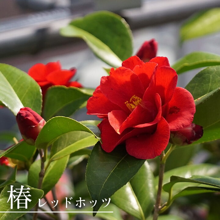 楽天市場 在庫処分値下げ中 レッドホッツ 椿 接木 白鉢苗 開花 2 4月頃 苗木部 ｂｙ 花ひろばオンライン