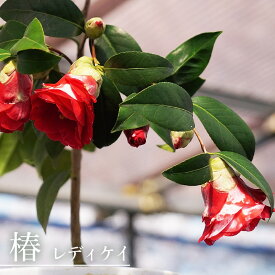 椿 苗 【レディケイ】 接木 白鉢苗 開花 3～5月