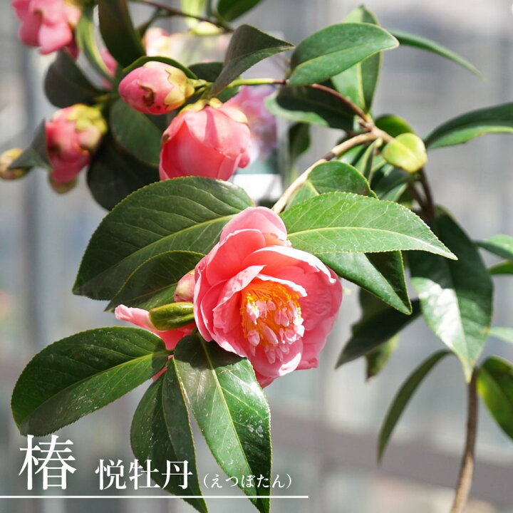 楽天市場 在庫処分値下げ中 椿 ツバキ 悦牡丹 えつぼたん 接木 白鉢苗 開花 1 3月 苗木部 ｂｙ 花ひろばオンライン