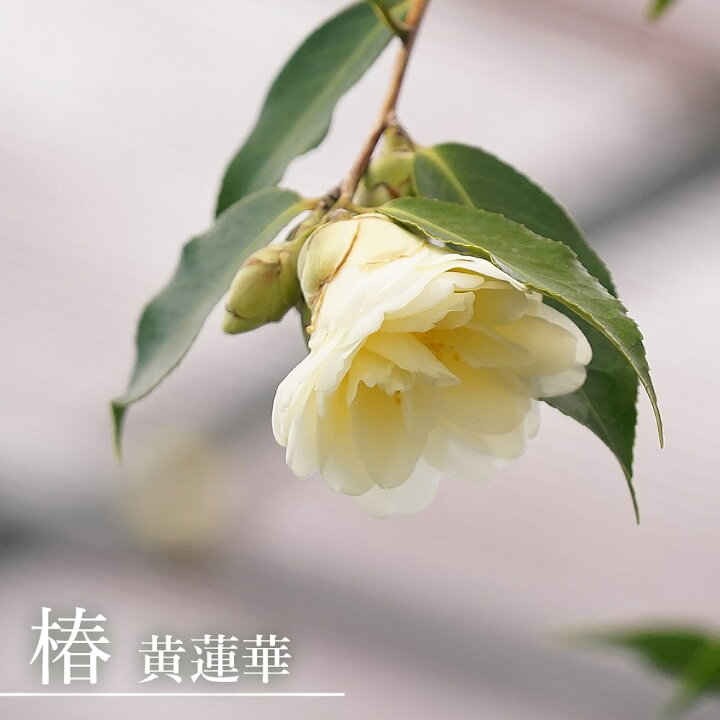 楽天市場 花芽付き 黄蓮華 きれんげ 椿 接木 白鉢苗 開花 3 4月 苗木部 ｂｙ 花ひろばオンライン