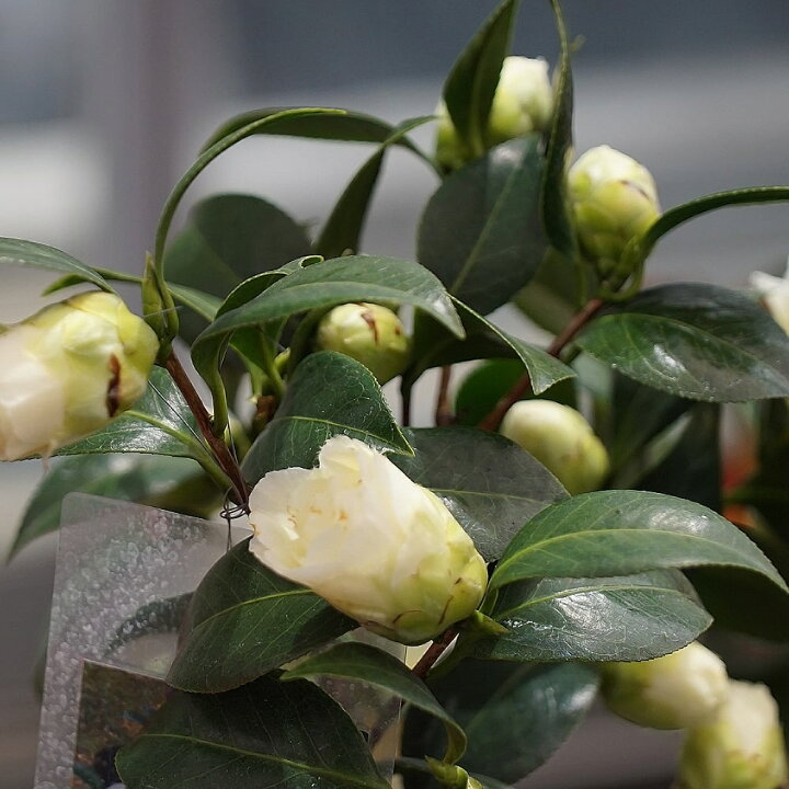 楽天市場 花芽付き 黄蓮華 きれんげ 椿 接木 白鉢苗 開花 3 4月 苗木部 ｂｙ 花ひろばオンライン