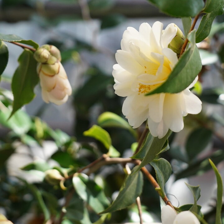 楽天市場 花芽付き 黄蓮華 きれんげ 椿 接木 白鉢苗 開花 3 4月 苗木部 ｂｙ 花ひろばオンライン