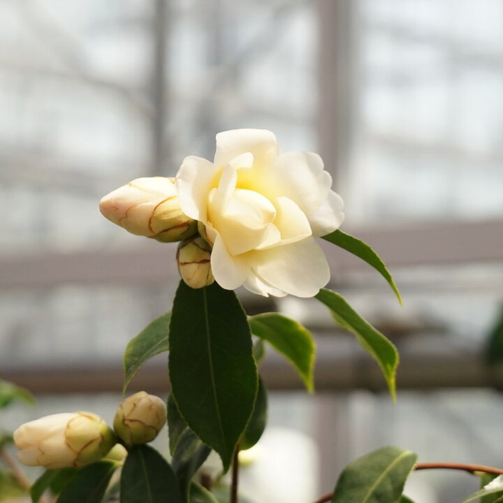 楽天市場 花芽付き 黄蓮華 きれんげ 椿 接木 白鉢苗 開花 3 4月 苗木部 ｂｙ 花ひろばオンライン