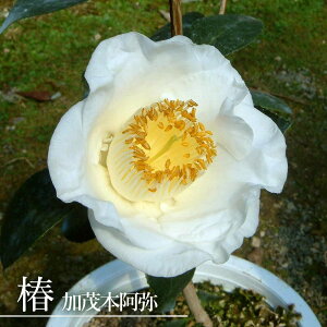  c yΖ{ iق񂠂݁jz ږ A J 2`4