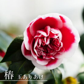 椿 苗 【玉ありあけ】 接木 白鉢苗 開花2～3月